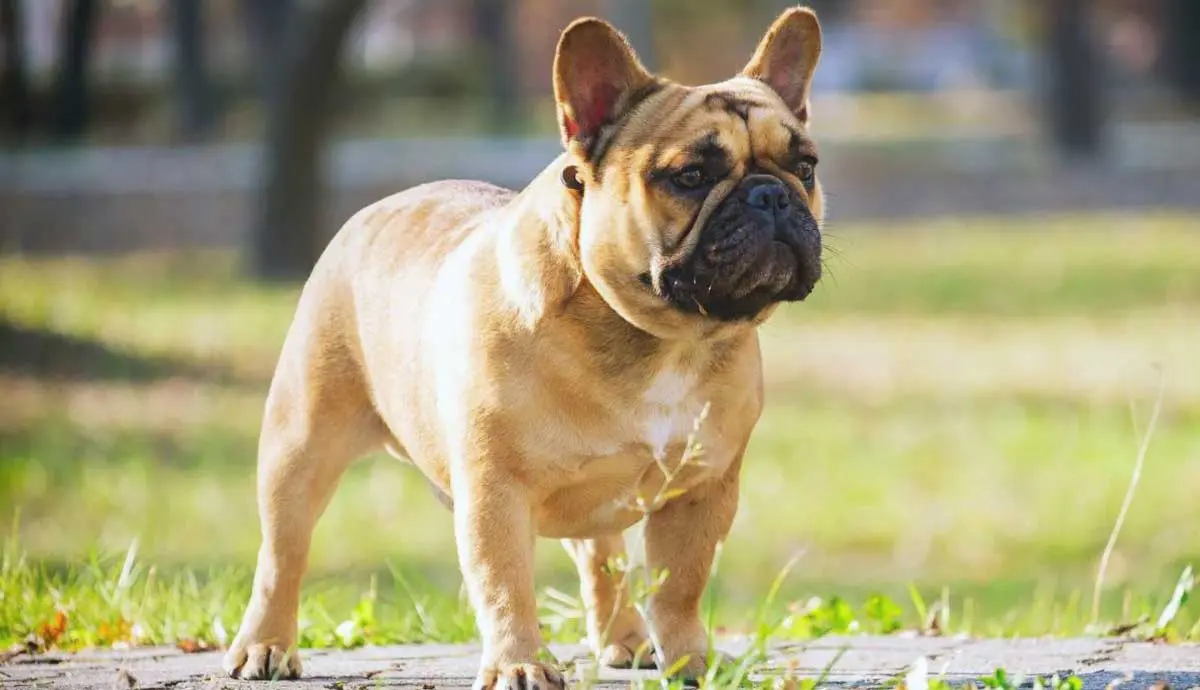 French Bulldog Standing in Park