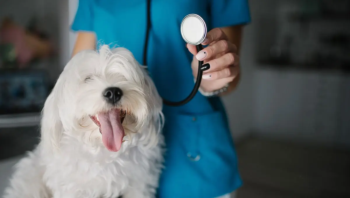 dog visiting the vet doctor
