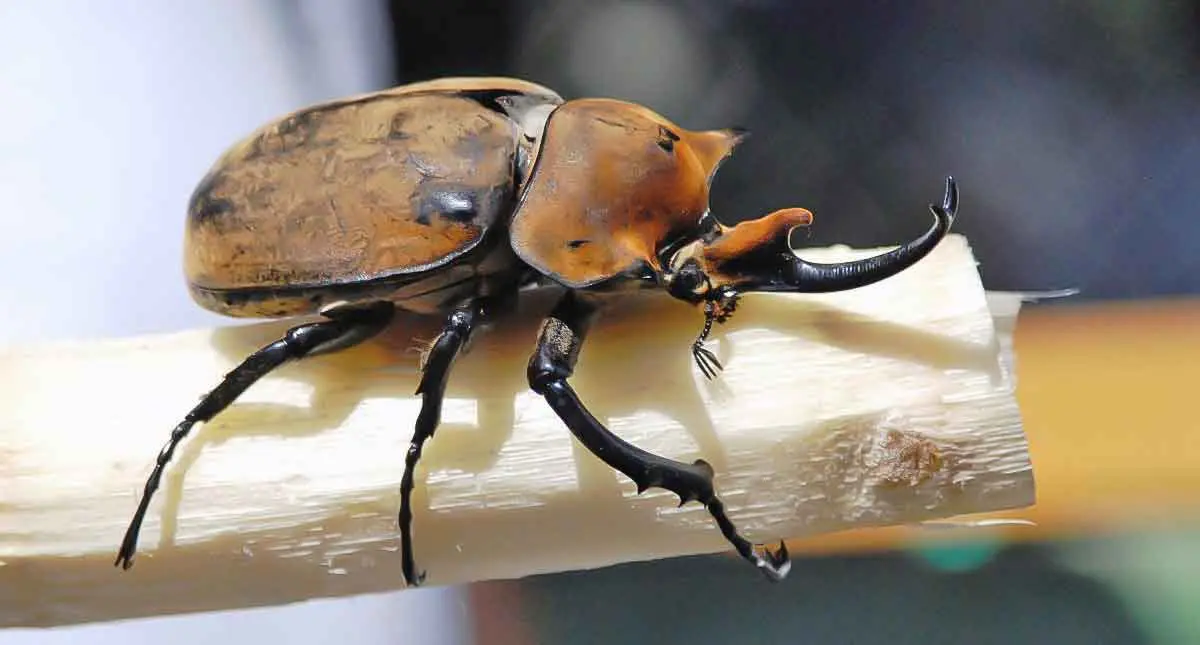 rhino beetle