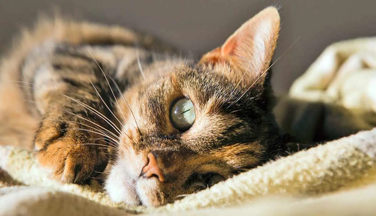 cat lying on blanket