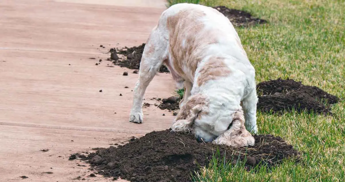 Dog Digging Hole in Garden
