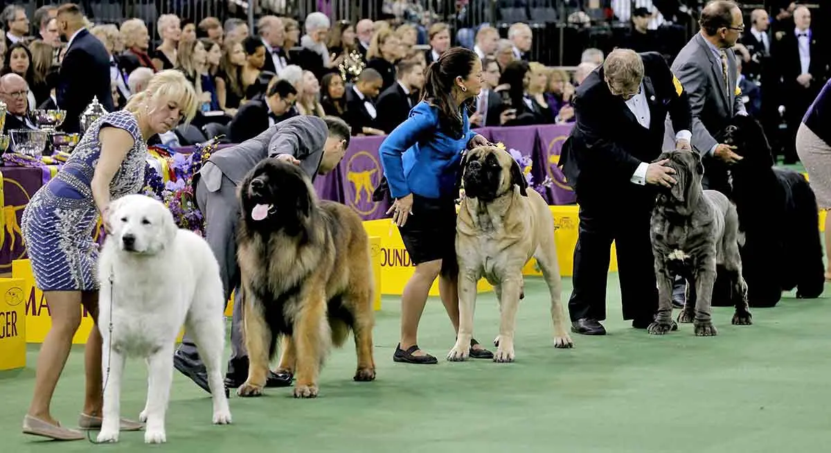 working group westminster dog show
