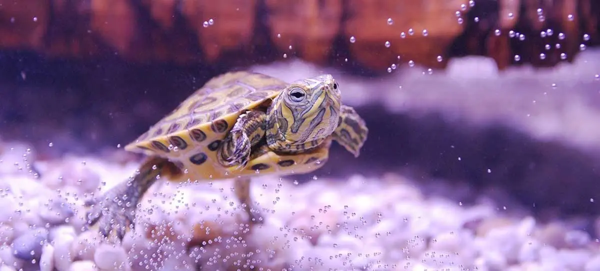 turtle floating in tank