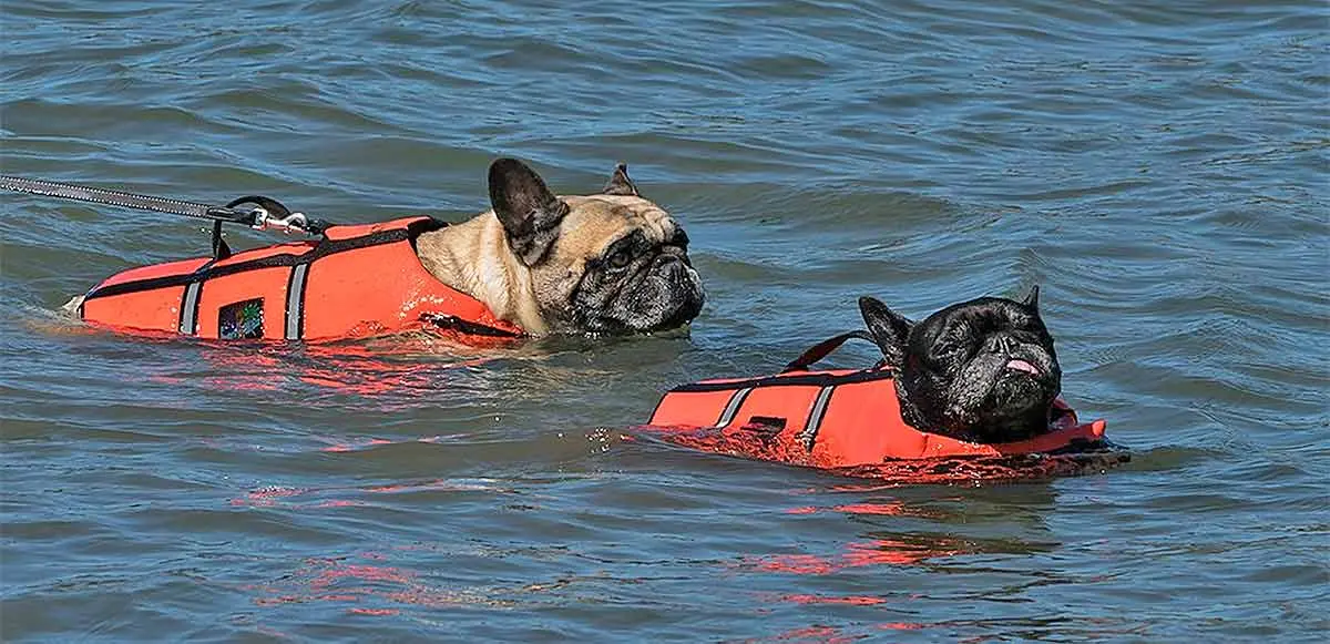 dogs with life vest