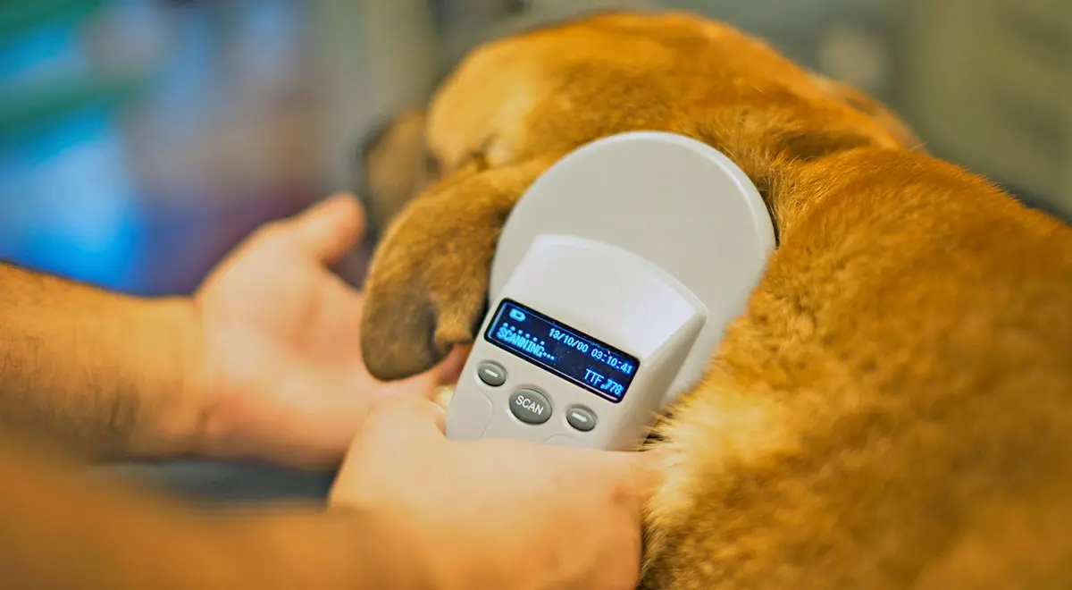 dog scanned microchip