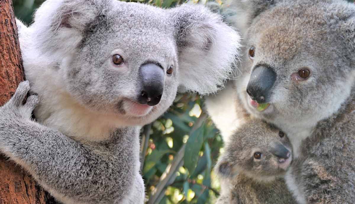 Why Koalas Are Called 'Koala Bears