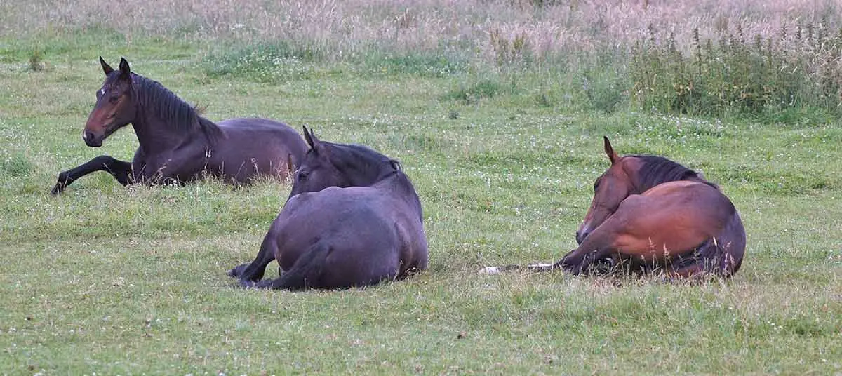 bay horses laying down pasture