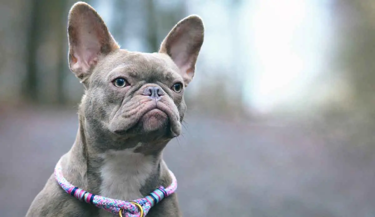 lilac french bulldog staring at camera
