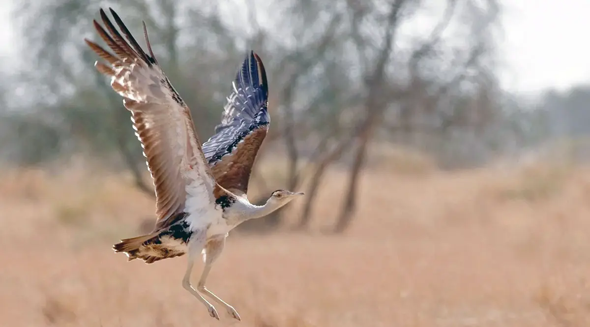 Great indian Bustard large flying bird