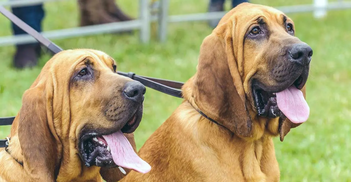 two bloodhound dogs with tongues out