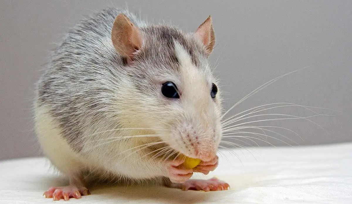 rat eating