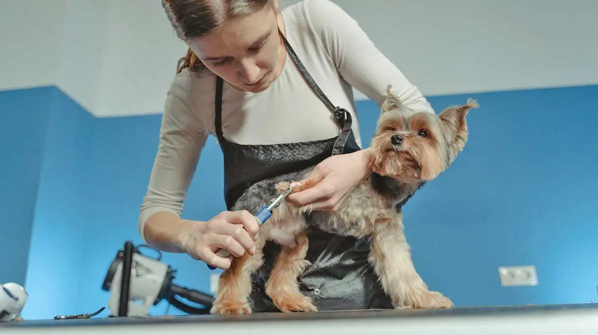 woman grooming little yorkie dog