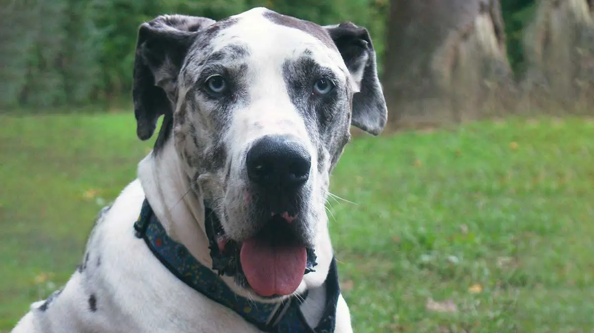 spotted great dane face