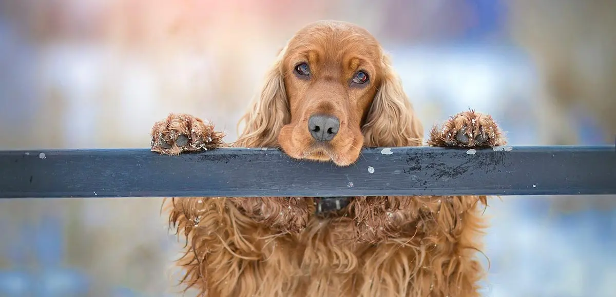 cocker spaniel looking over a wooden fence