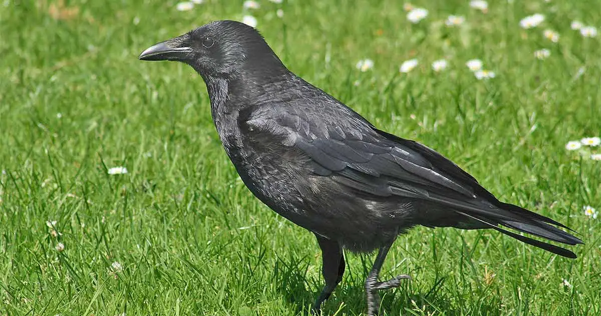 a black crow in a field of grass