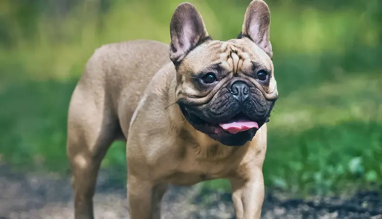 why are french bulldogs so popular