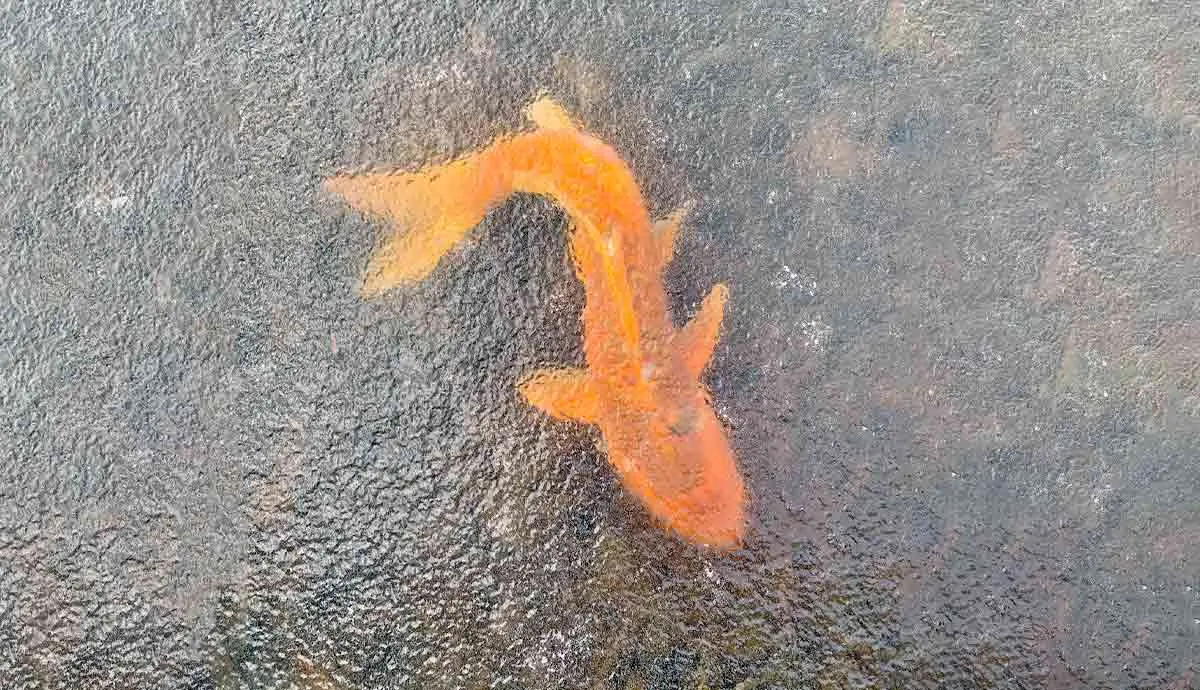 fish frozen pond