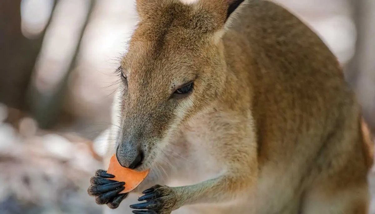 kangaroo eating carrot