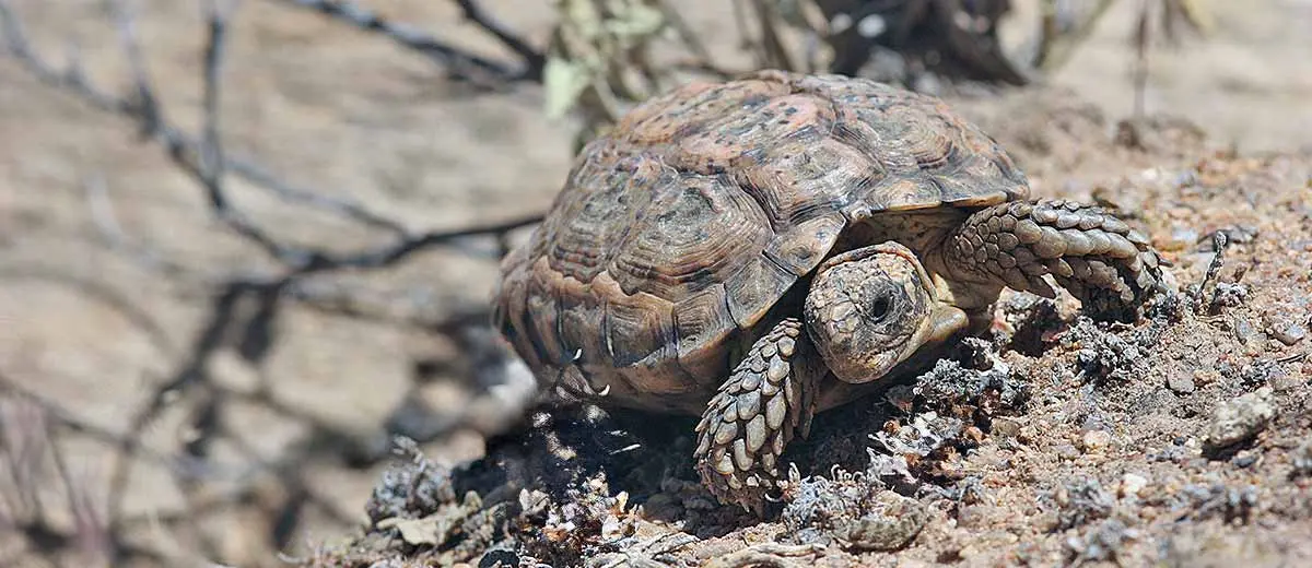 speckled tortoise in desert