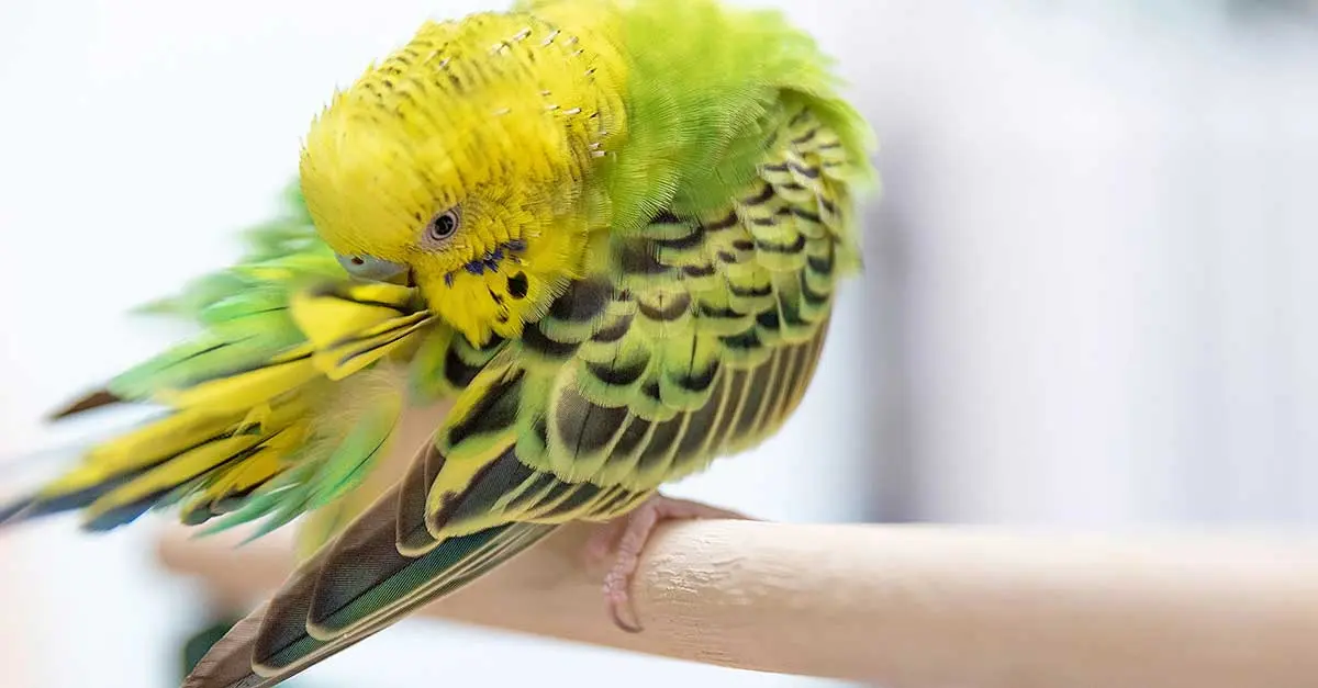 parakeet preening feathers while molting