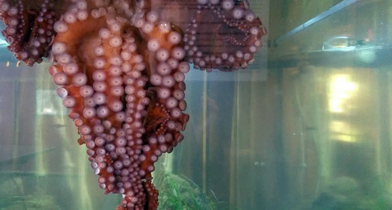 Giant_Pacific_octopus_in_Ucluelet_Aquarium