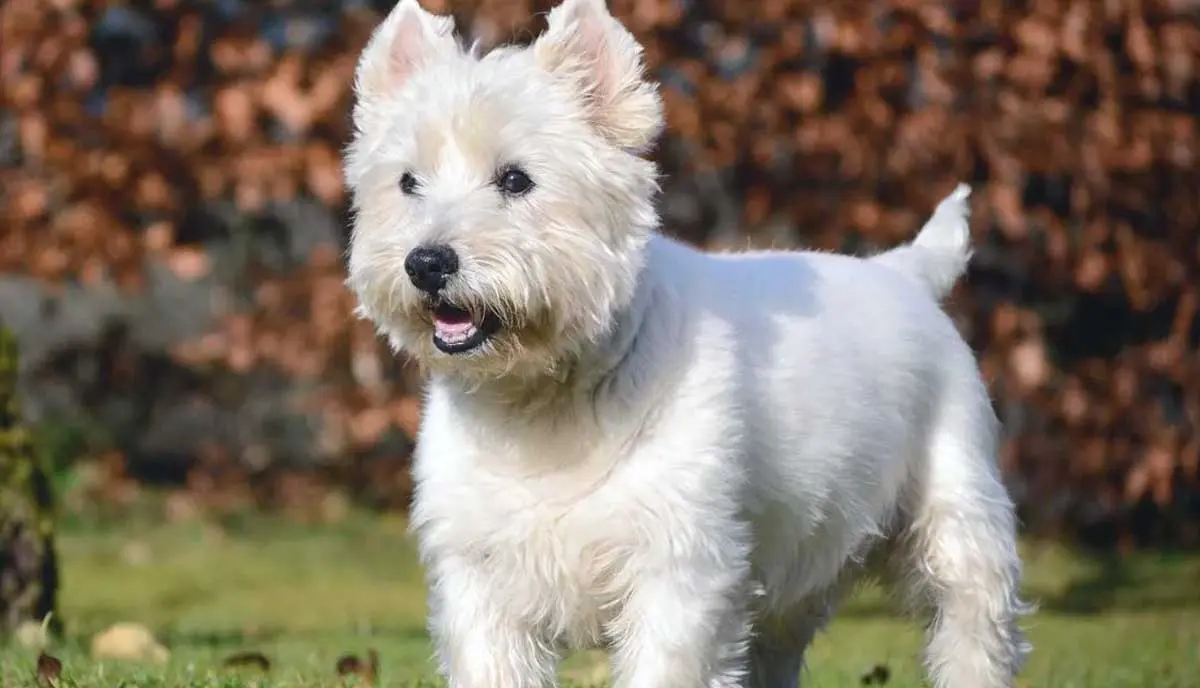 West Highland White Terrier Standing on Grass