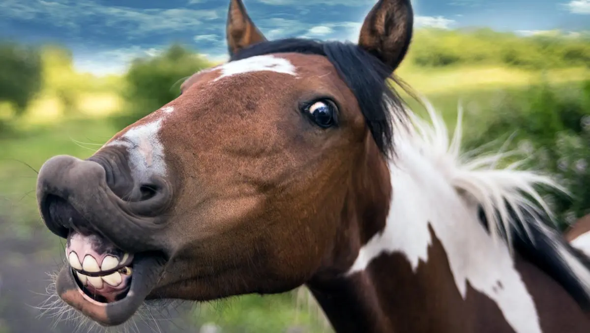 brown and white horse showing teeth