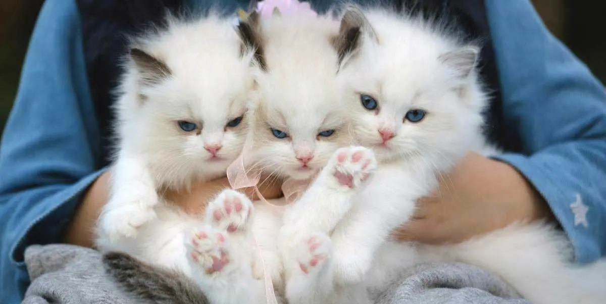 Woman Holding Three White Kittens on Lap