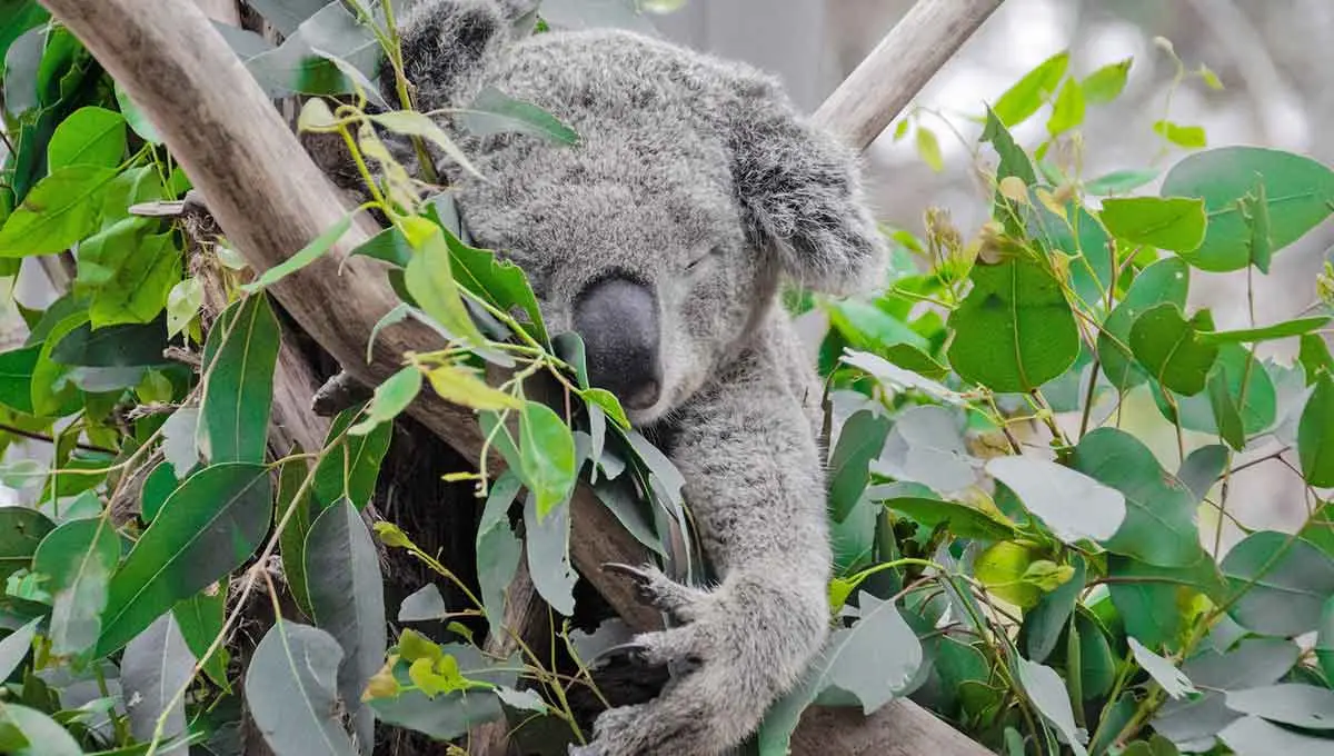 koala with long claws sleeping in eucalyptus tree