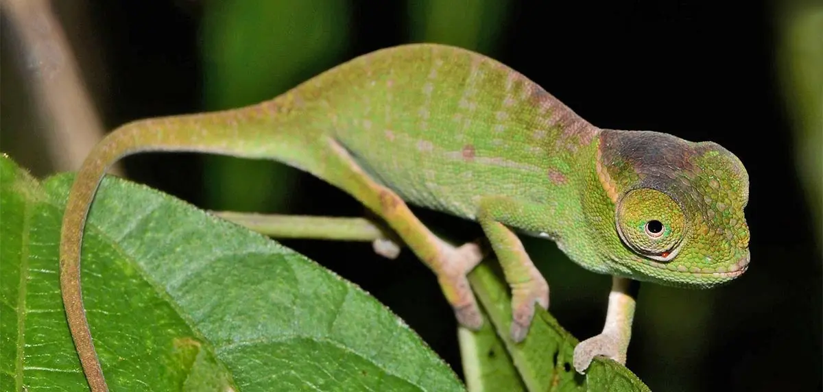 chameleon baby on a leaf branch