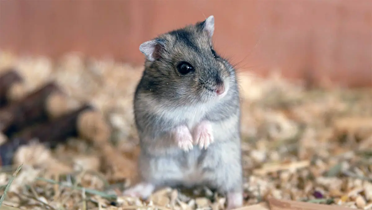 standing dwarf hamster