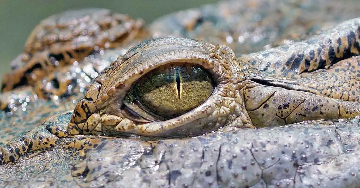 close up crocodile eye