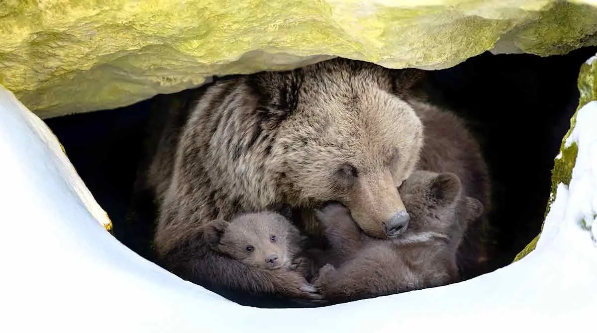 bears emerging from hibernation