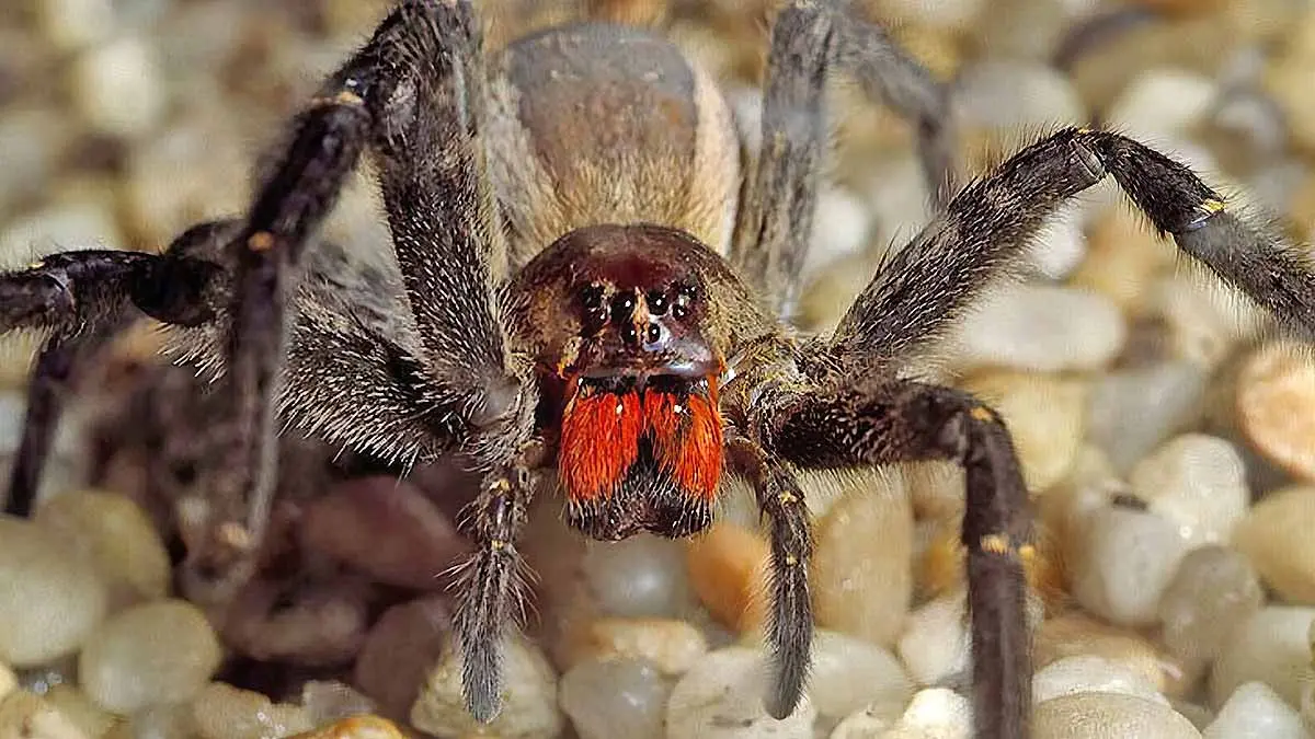 brazilian wandering spider fangs
