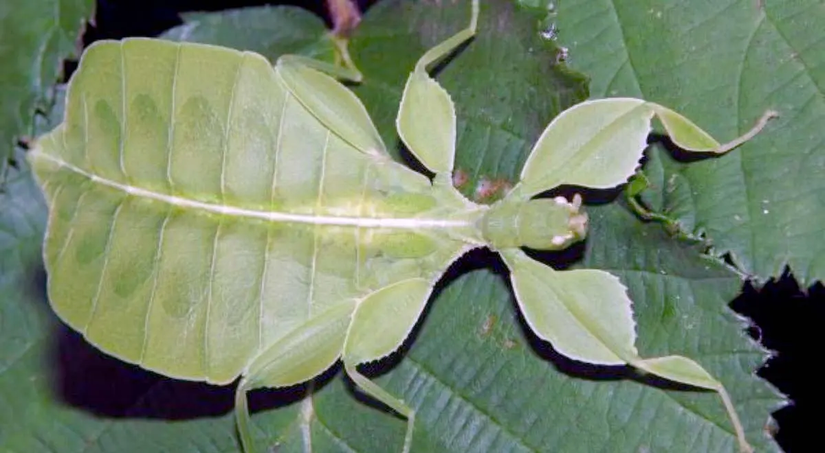 walking leaf insect