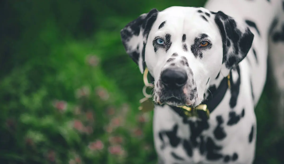 dalmatian with one blue eye and one brown eye