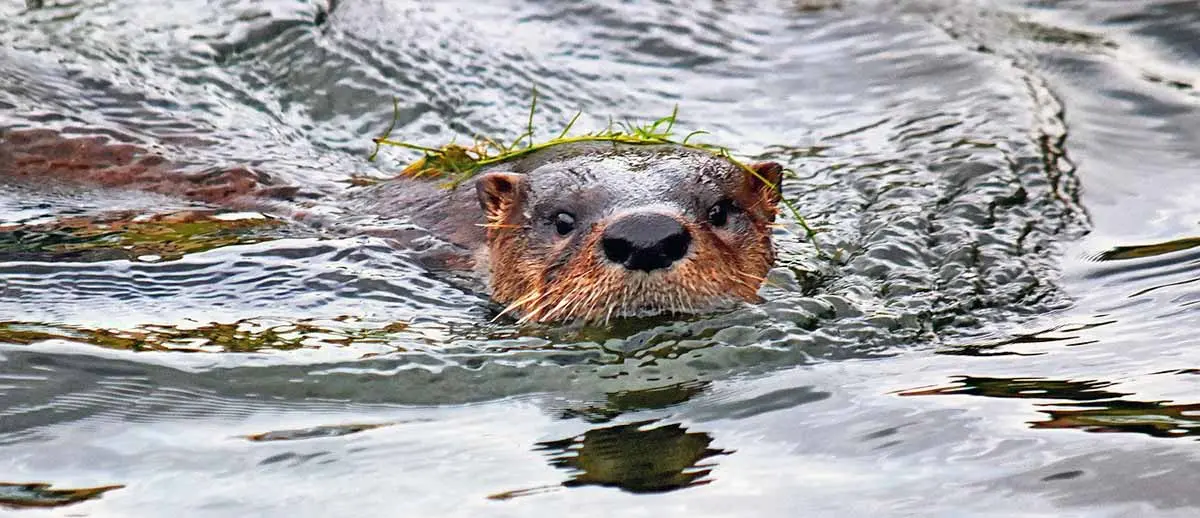 giant otter river otter swimming