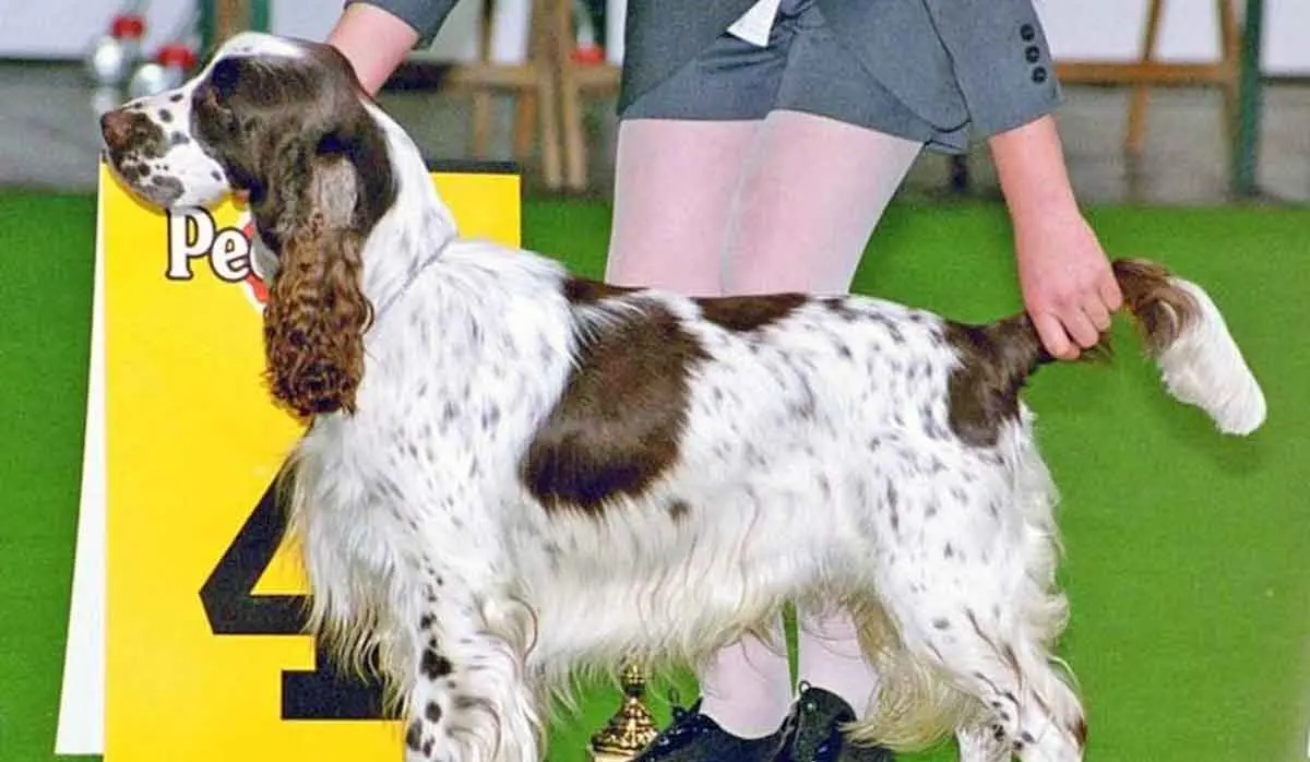 english springer spaniel pedigree dog show