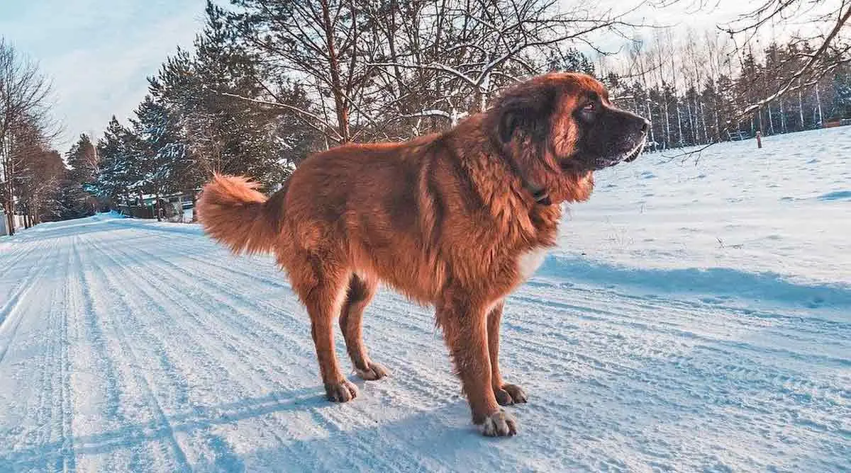 leonberger standing in snow