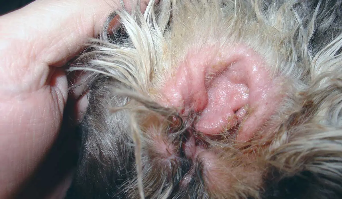 cocker spaniel ear infection