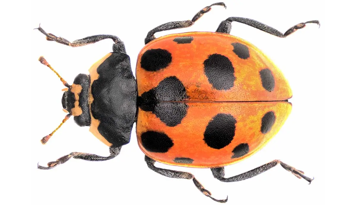 orange ladybug with spots on it