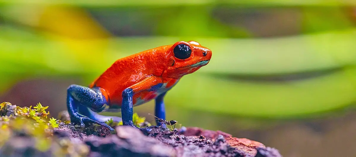 red blue frog
