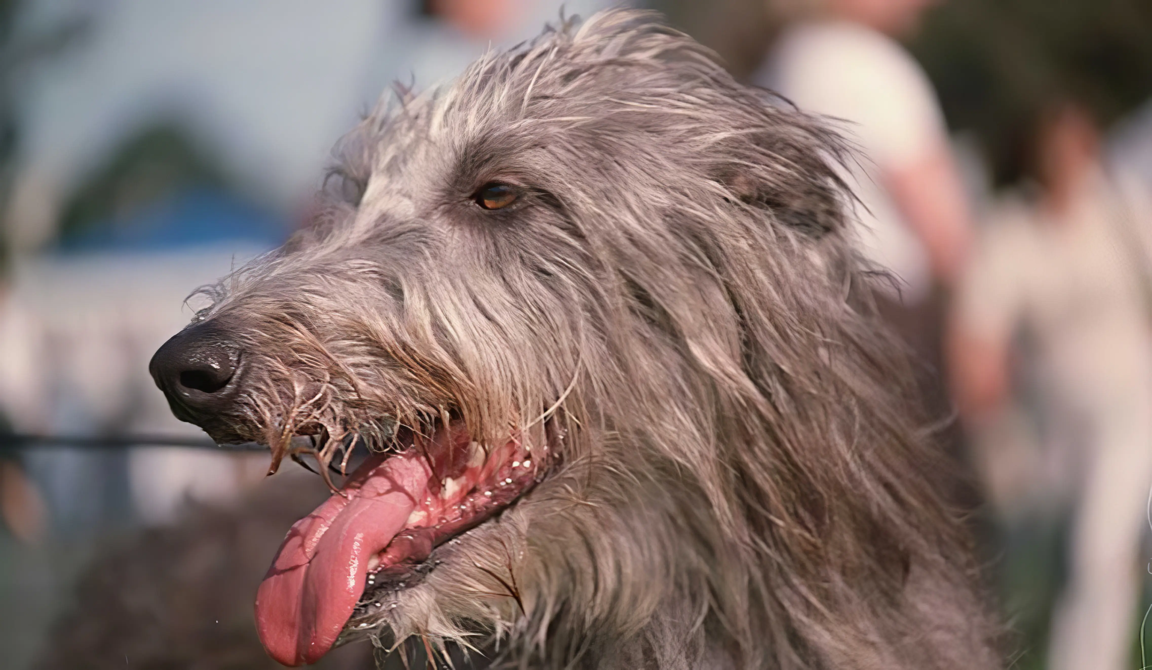 scottish deerhound face tongue fur shaggy topaz enhance 3.8x