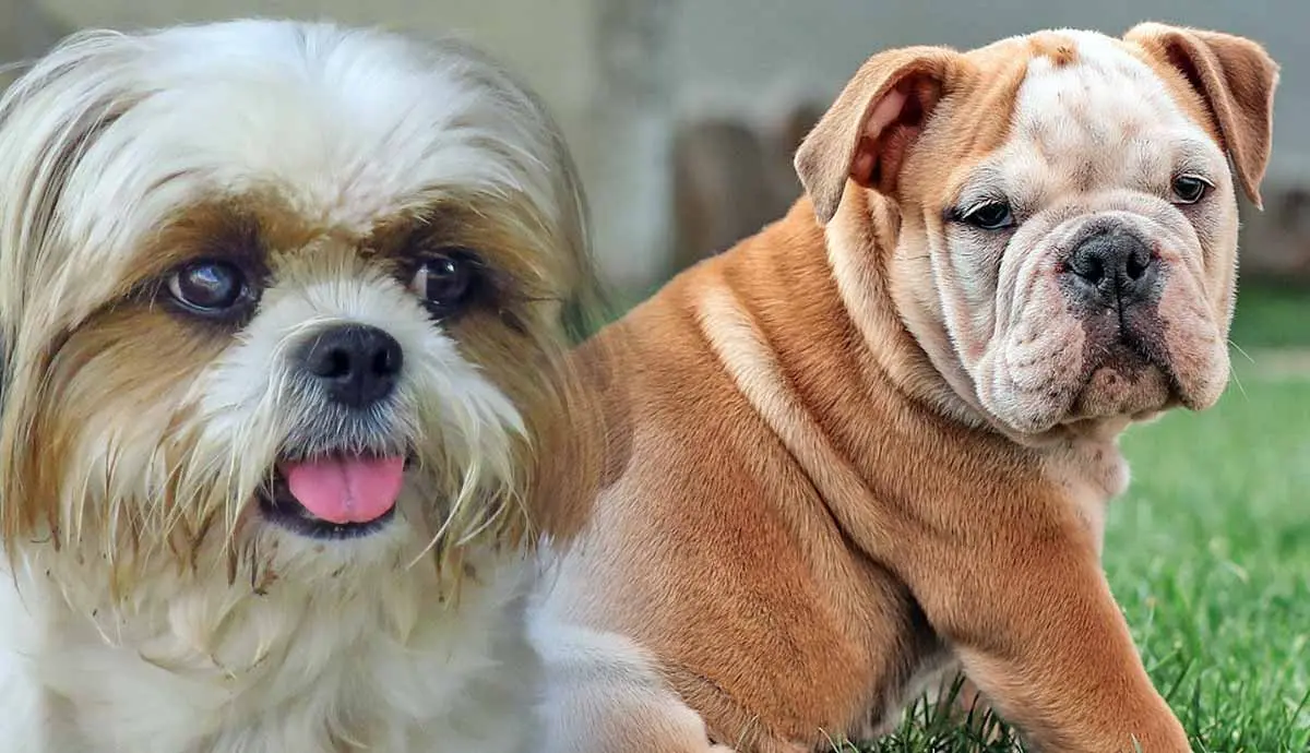 dog breeds with the flattest faces