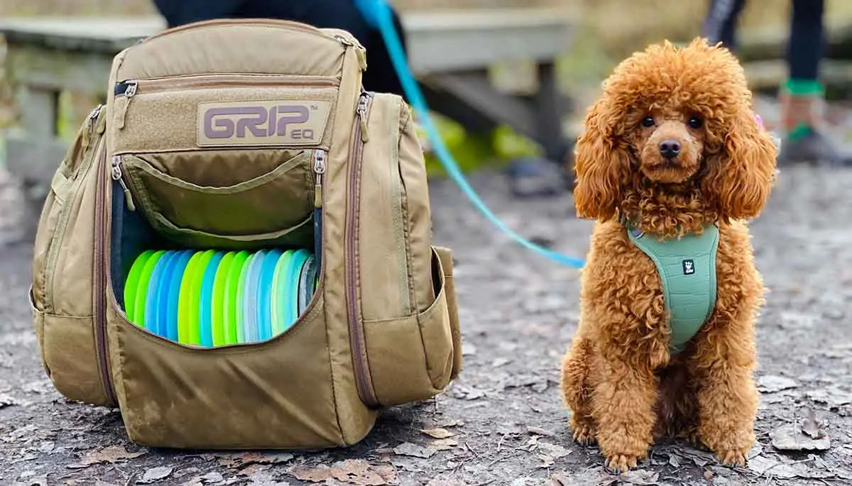 small red poodle sitting beside backpack