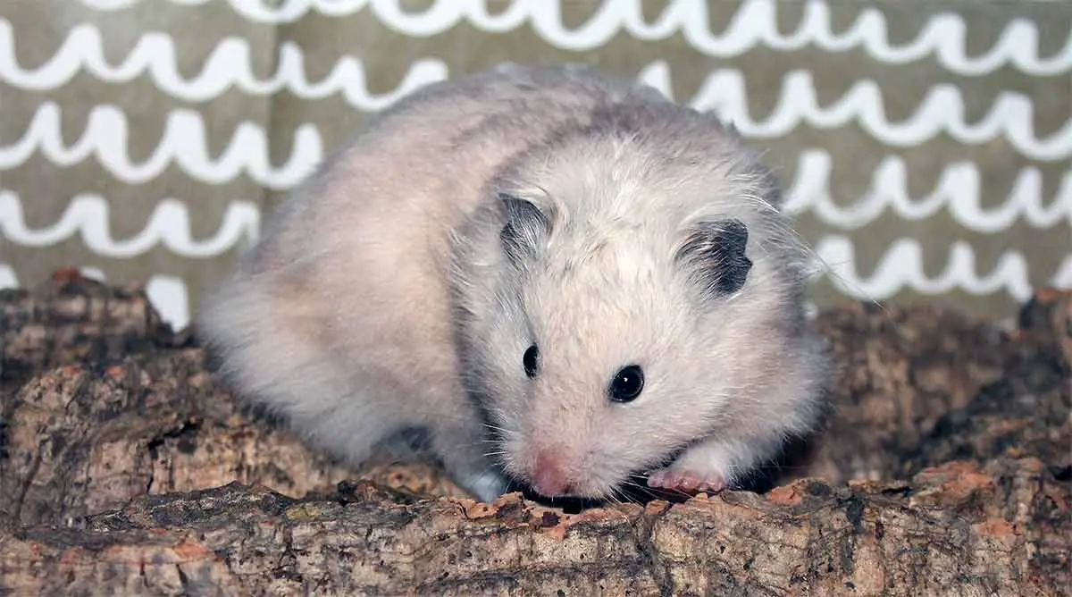 White Longhaired Female Syrian Hamster