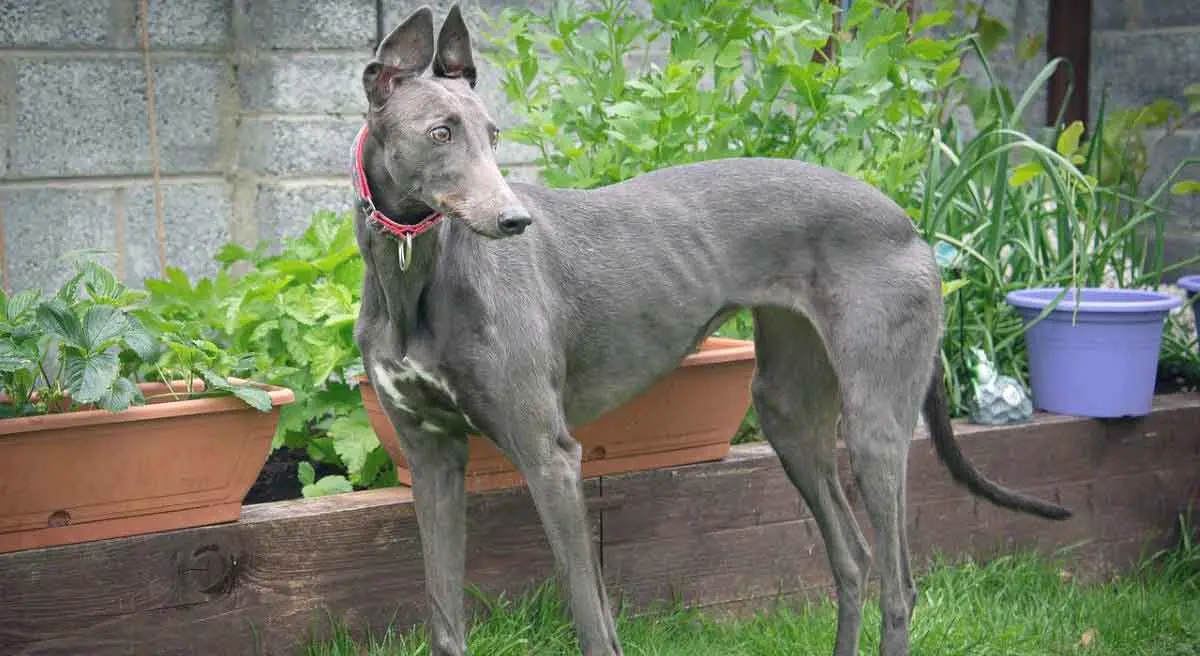 greyhound in garden