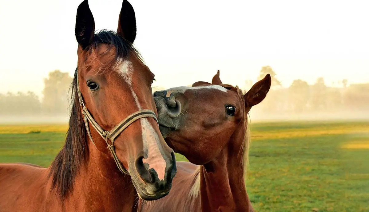 two brown horses standing next to each other in a pasture