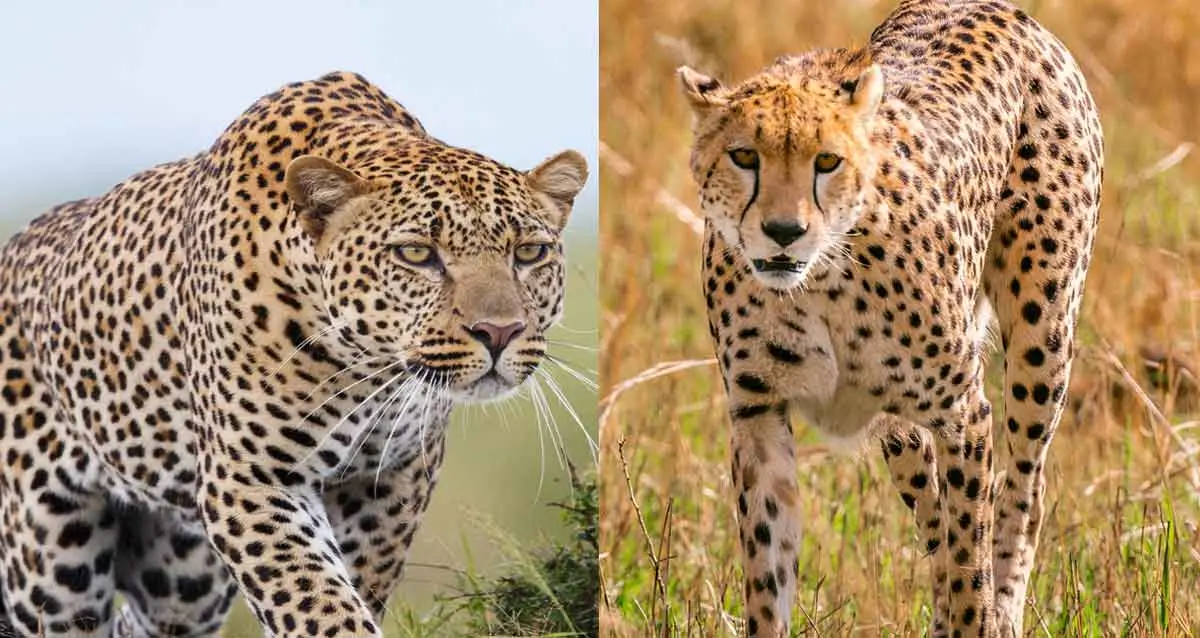 Leopard vs cheetah