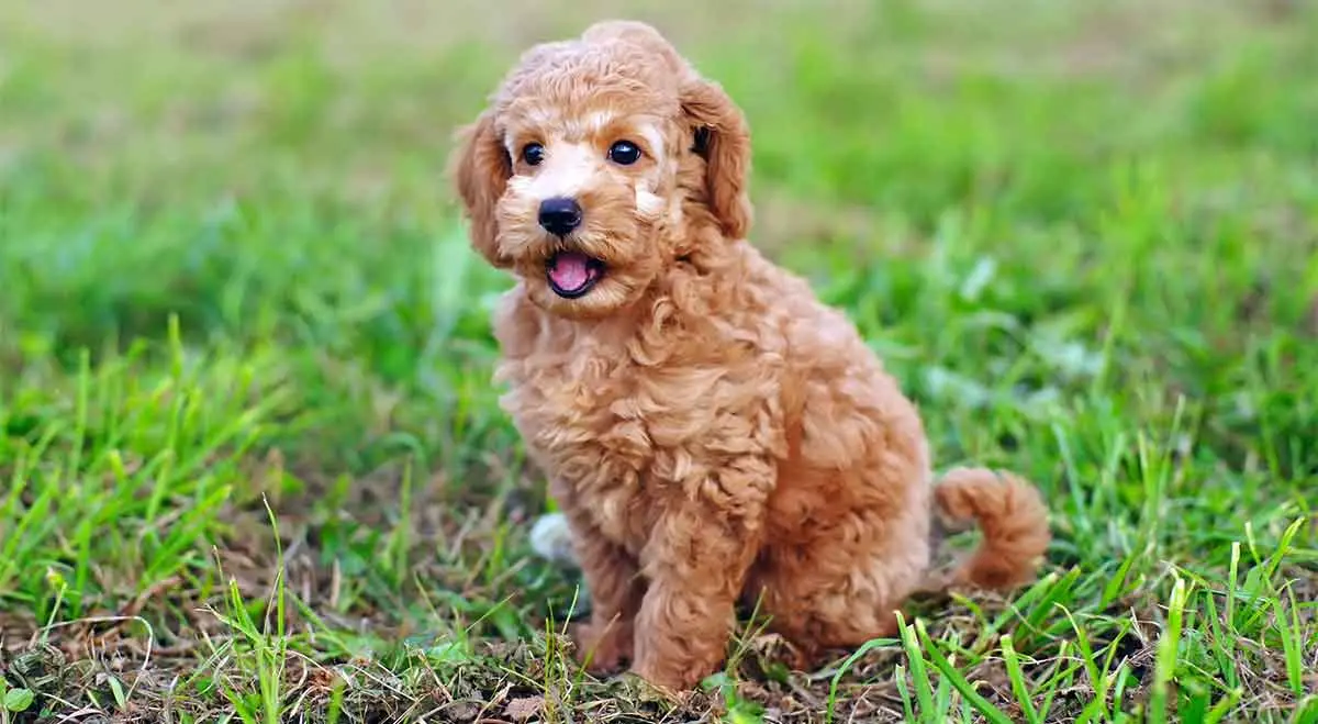 toy poodle on grass